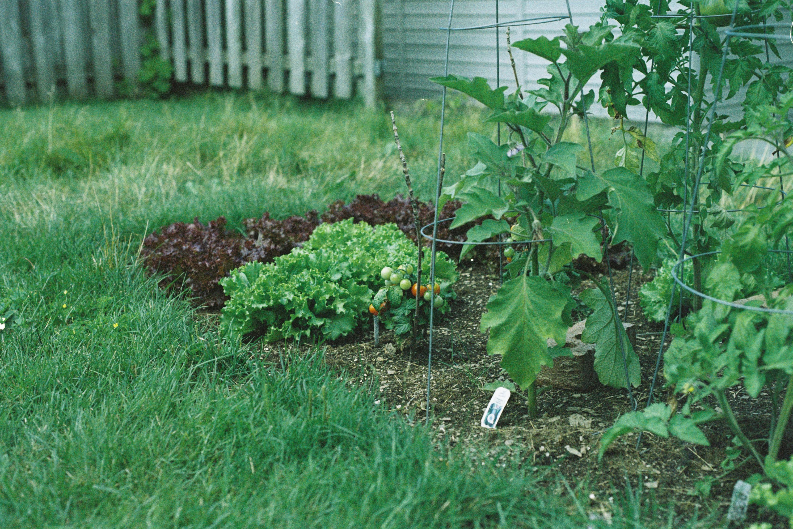 vegetable garden